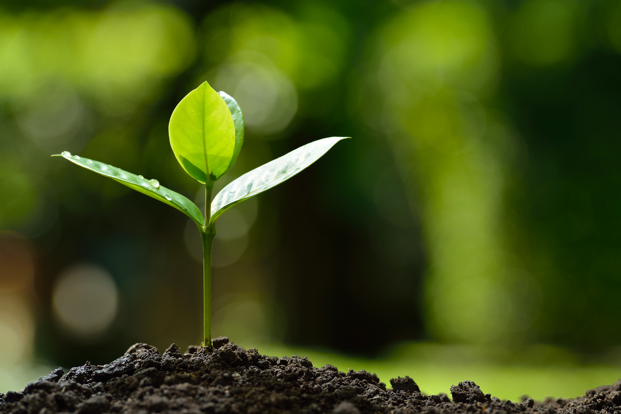 Young plant in the morning light on nature background