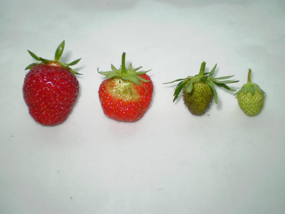 The strawberry ripening process