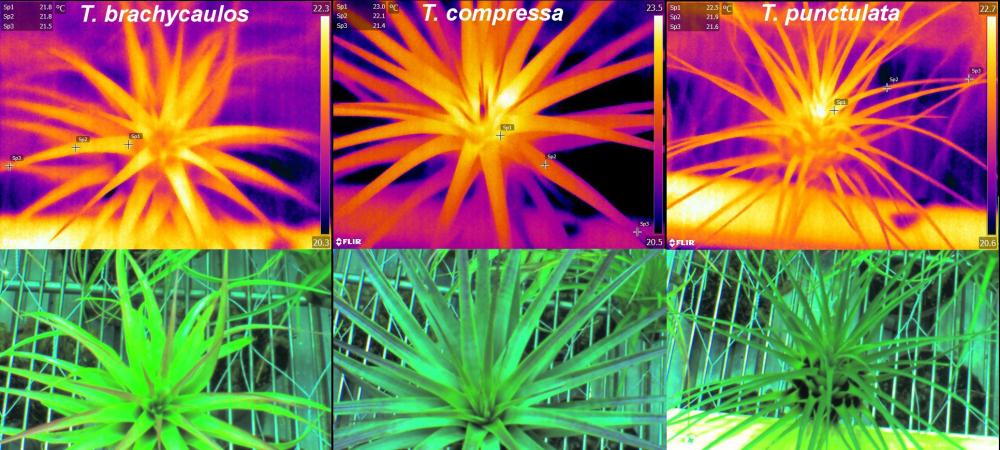 Thermal images of three epiphytic bromeliads. Thermal imagery can be used to measure water loss in plants across the entire leaf surface.