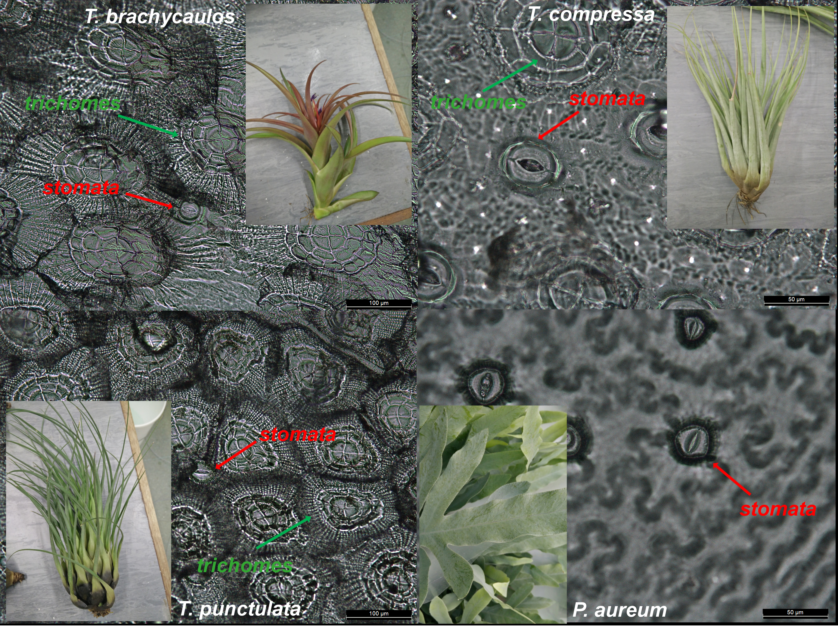 Epidermal leaf impressions of three epiphytic bromeliad and one fern showing the stomatal pores and leaf trichomes (hairs).